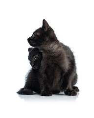 Obraz premium Two black metis kittens sitting and looking up