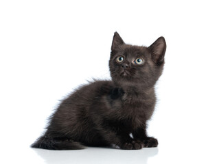 Curious black metis kitten sitting and looking up
