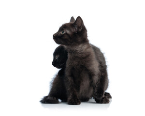 Obraz premium Side view of two black metis kittens looking away