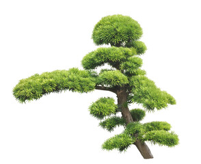 イヌマキ11月230cm