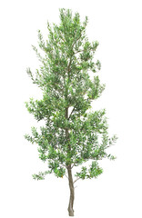 オリーブ　9月260cm