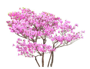 ツツジ(ミツバツツジ）4月撮影　樹高1m