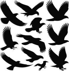 Obraz premium Black eagle silhouette collection, flying hunting bird of prey poses, wildlife raptor illustration set isolated vector, graphic design elements pack