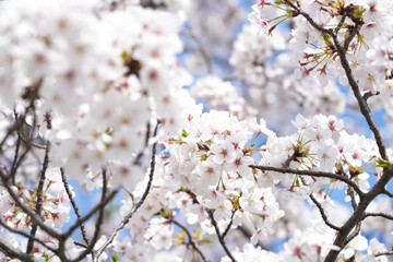 Obraz premium 桜の花ひらく