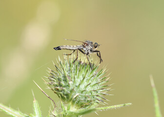 Garten-Raubfliege - Robber Fly