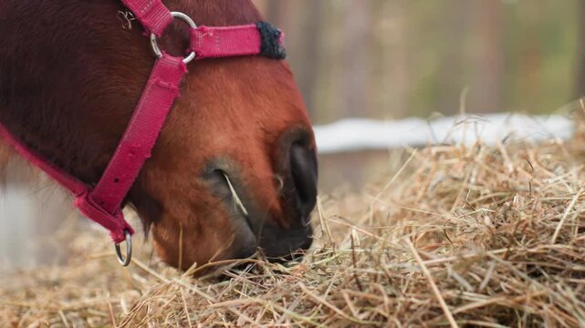 equine winter feeding, horse grazing amidst snow, snowcovered ground with horse nibbling fresh hay nearby, majestic horse with red harness feeding on hay amidst winter snowy landscape