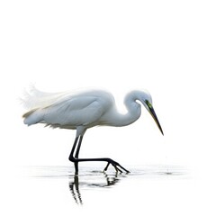 Obraz premium Elegant Egret in Water: A graceful egret delicately treads through tranquil water, its pristine white feathers contrasting against the gentle ripples.