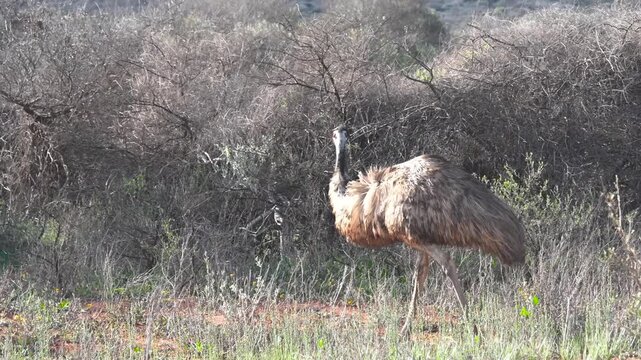 Australian emu in its habitat at Monkey Mia beach with clear sunlight and blue sky