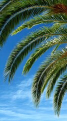 Fototapeta premium Vibrant Palm Fronds Sway Against Bright Blue Sky: Tropical Vibes and Nature's Elegance in a Sunny Setting