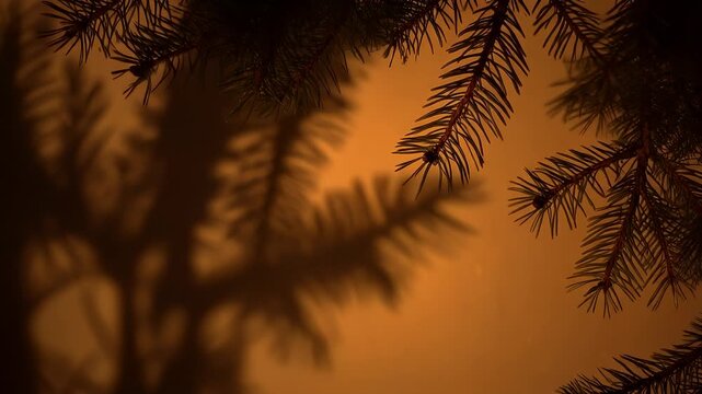 Close up of pine tree branches with warm light and shadows.