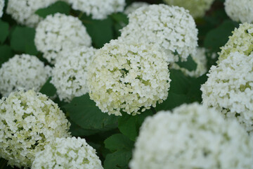 白い紫陽花アップ