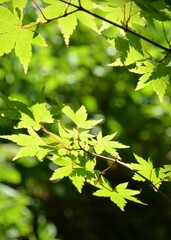 Obraz premium 新緑がまぶしい枝