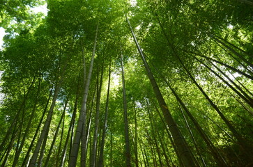 Obraz premium 自然を感じる緑