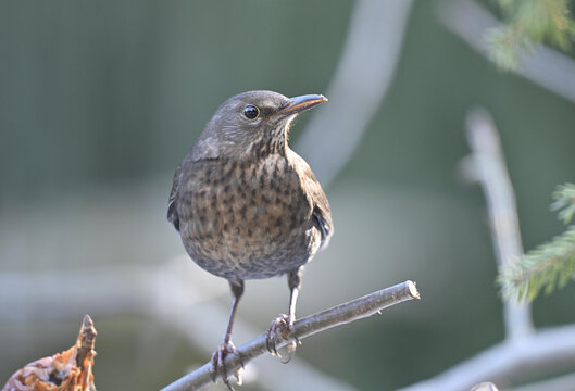 Weibliche Amsel