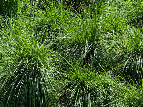 Grass Deschampsia cespitosa are Tufted Hairgrass or Tussock Grass.