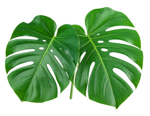 monstera deliciosa leaves isolated on white background