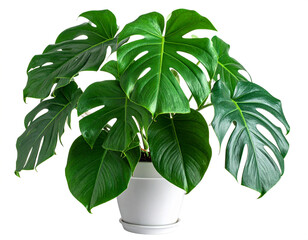 Monstera deliciosa houseplant isolated on white background