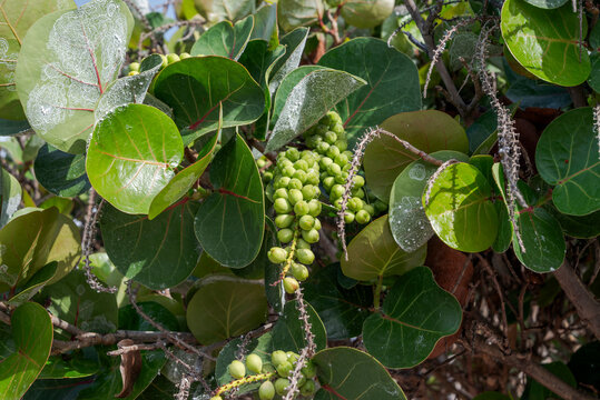 Close-up of sea grape, Coccoloba uvifera, with round, glossy leaves. Photo taken in Santa Cruz de Tenerife, Canary Islands, Spain