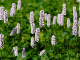 Obraz premium Polygonum bistorta 'Superba, Snakeroot, Snake-Root, Snakeweed in spring garden. Persicaria bistorta is medicinal plant