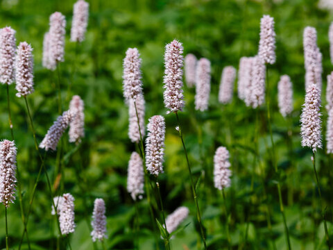 Polygonum bistorta 'Superba, Snakeroot, Snake-Root, Snakeweed in spring garden. Persicaria bistorta is medicinal plant