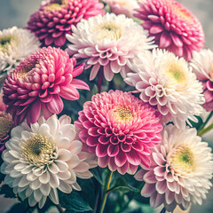 vintage pink white chrysanthemum flowers