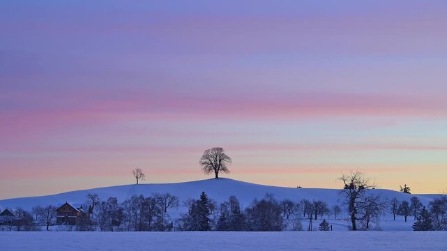 Winterlandschaft mit schneebedecktem H&uuml;gel, einsamen B&auml;umen, farbigem Sonnenuntergangshimmel, Menzingen, Zug, Kanton Zug, Schweiz, Europa -