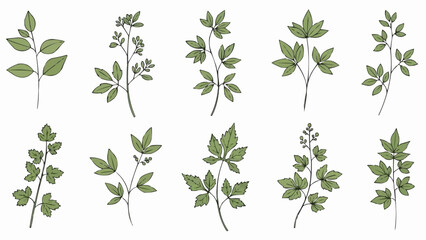 Collection of Green Plant Stems with Leaves. © Meii