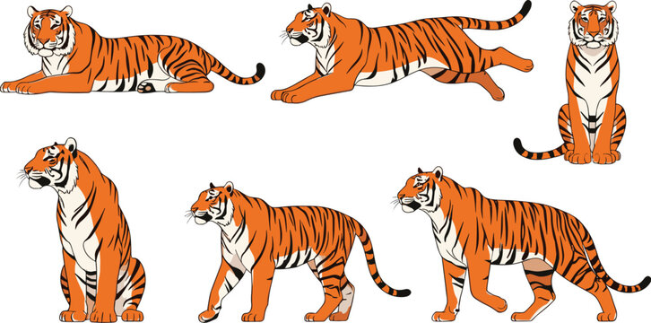 Realistic tiger poses vector illustration set with standing, sitting, walking, running, and resting wild animal positions