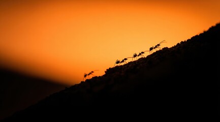 Ants walking towards sunset