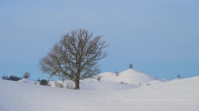 Verschneite Landschaft mit sanften H&uuml;geln und Lindenbaum in ruhiger Winteratmosph&auml;re, Sch&ouml;ningen, Z&uuml;rich, Kanton Z&uuml;rich, Schweiz, Europa 