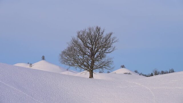 Verschneite Landschaft mit sanften H&uuml;geln und Lindenbaum in ruhiger Winteratmosph&auml;re, Sch&ouml;ningen, Z&uuml;rich, Kanton Z&uuml;rich, Schweiz, Europa 