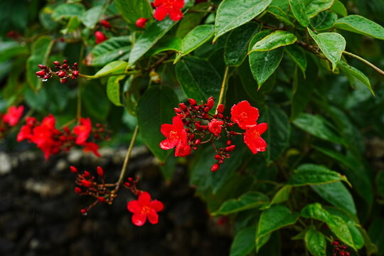 Red Tropical Flower, Jatropha Integerrima - 日本 沖縄 赤い花 テイキンザクラ