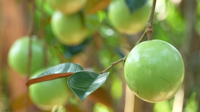 Single ripe Lo Ren star apple with glossy skin on a branch in a sunlit Vietnam orchard.