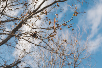 American sweetgum