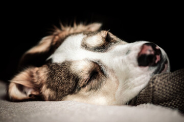 Fototapeta premium Dog is sleeping and relaxing with closed eyes