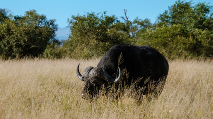 Majestic buffalo grazing in the golden grasslands of Kruger National Park, South Africa