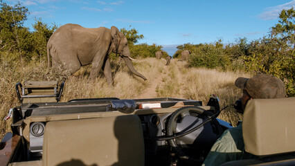 Close encounter with elephants in Kruger National Park during a wildlife safari experience © Fokke Baarssen