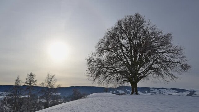 Verschneite Landschaft mit Lindenbaum, in ruhiger Winteratmosph&auml;re, Sch&ouml;ningen, Z&uuml;rich, Kanton Z&uuml;rich, Schweiz, Europa 