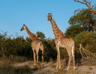 Obraz premium Majestic giraffes gracefully roaming in Kruger National Park, South Africa during a sunny afternoon