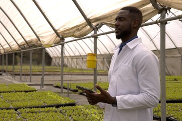 African american man inspecting seedling trays with tablet by sticky trap in greenhouse