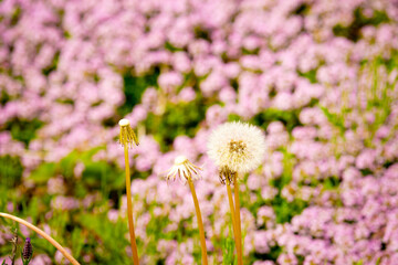 Obraz premium たんぽぽの綿毛と鮮やかな花