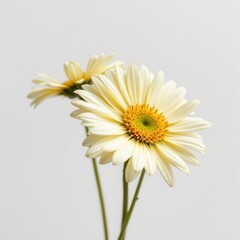 Naklejka premium Delicate Daisies with Vibrant Centers Soft Light Background