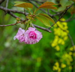 Obraz premium Cherry blossoms in the garden of an ancient temple in Kyoto, Japan