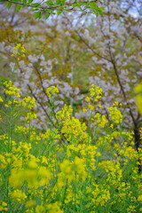 Obraz premium Rapeseed flowers in the garden of an ancient temple in Kyoto, Japan