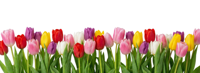 Vibrant Assorted Tulips Border Isolated on White Background