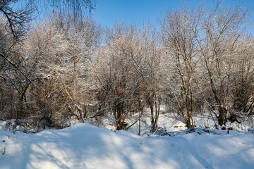 Obraz premium Winter landscape with snow-covered forest and blue sky in sunny day