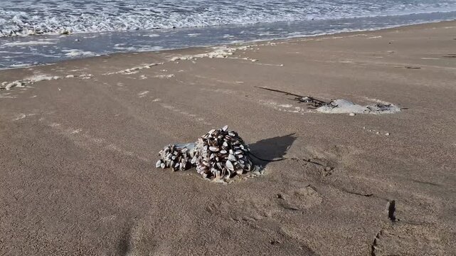 Goose barnacles barnacle on a bottle at sea beach