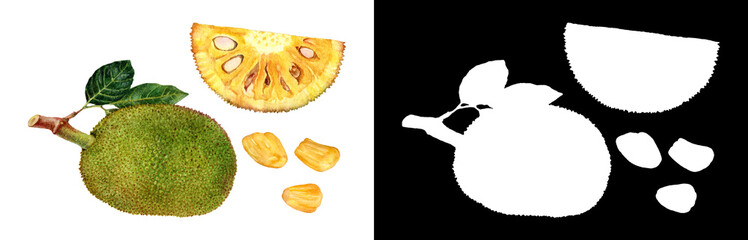 Watercolor Illustration of Fresh Jackfruit with Slice and Seeds