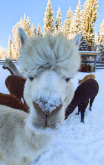 Alpacas standing in a snowy winter landscape, conveying calmness and warmth.