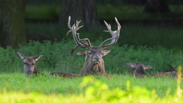 Ein Rothirsch (Cervus elaphus), mit pr&auml;chtigem Geweih sitzt in einer gr&uuml;ne Umgebung, Deutschland, Europa